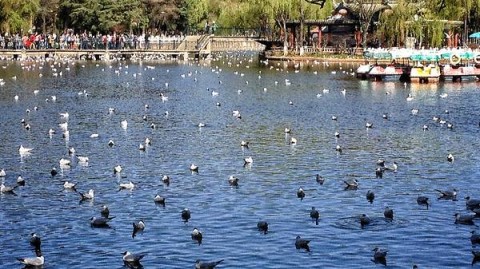 如果你正在为家门口的湖景公园做设计方案，翻遍了案例库却发现越看越迷茫——要么大拆大建土豪风，要么复制粘贴没人用——今天这篇文章，就是为你准备的。